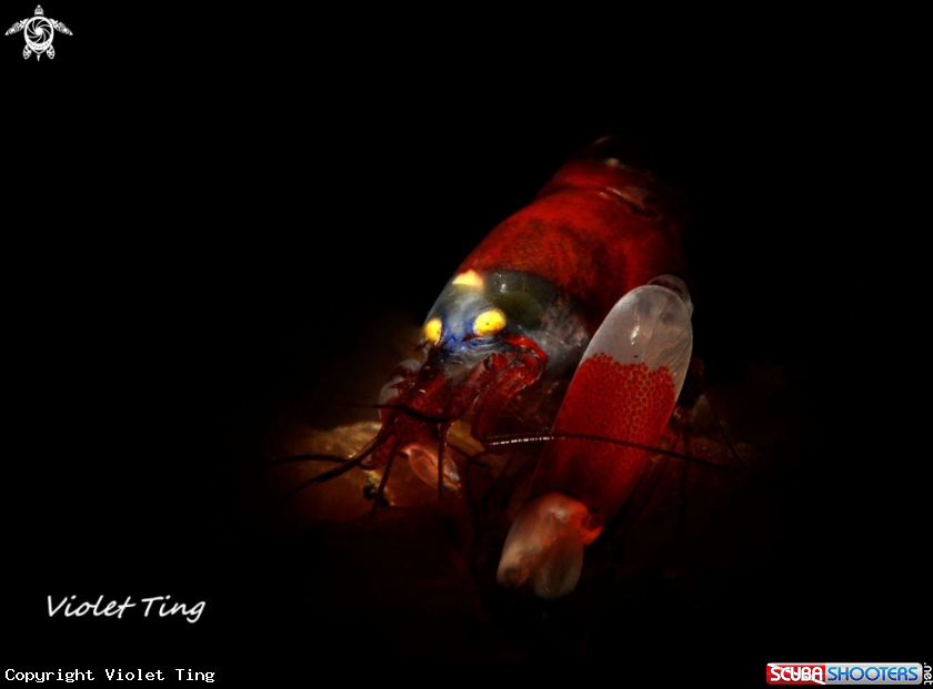 A Snapping Shrimp