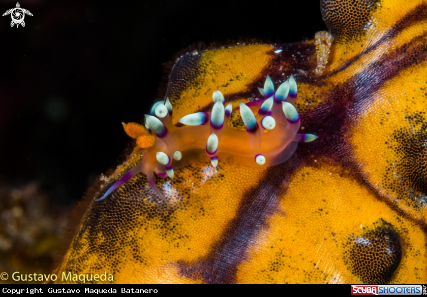 A Nudi