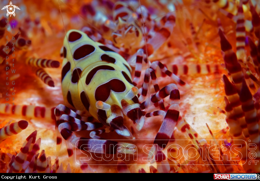 A Coleman shrimp
