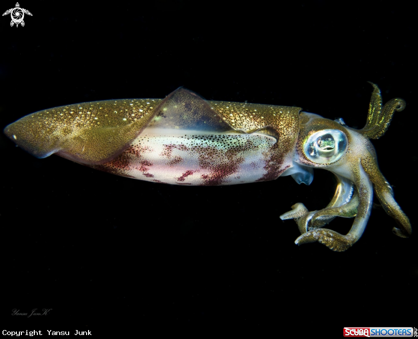 A Bigfin Reef squid