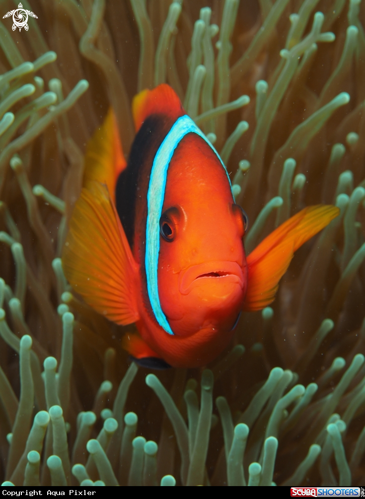 A Anemone Fish