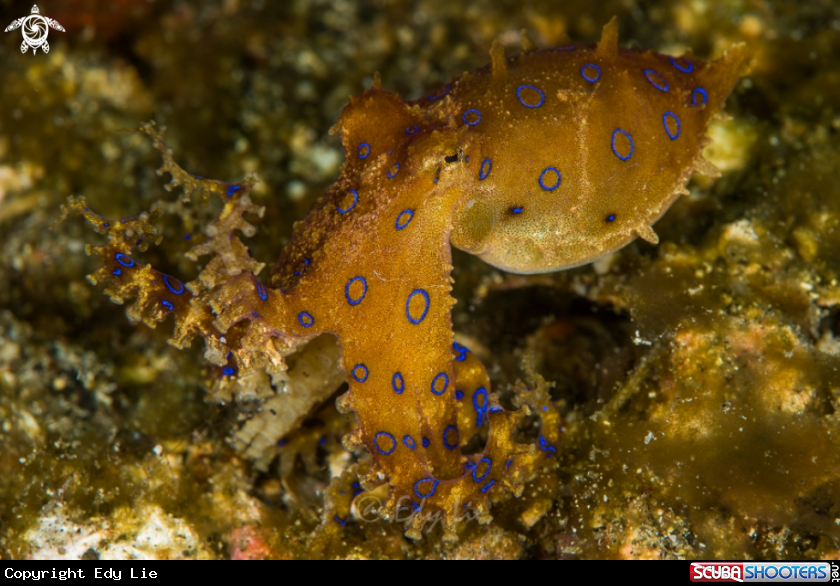 A Blue ring octopus