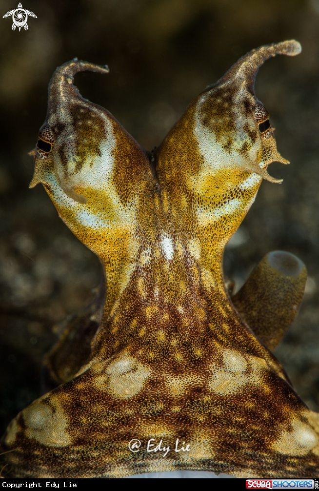 A Mimic Octopus