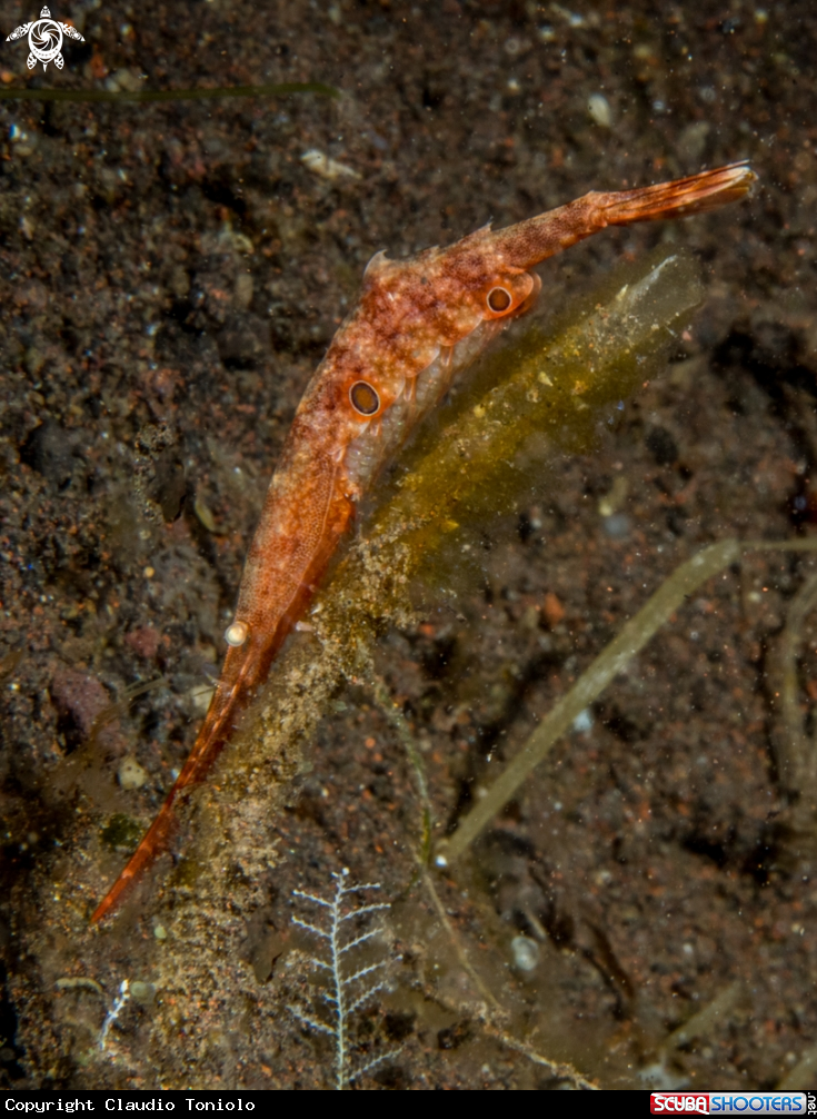A Ocellated Tozeuma Shrimp