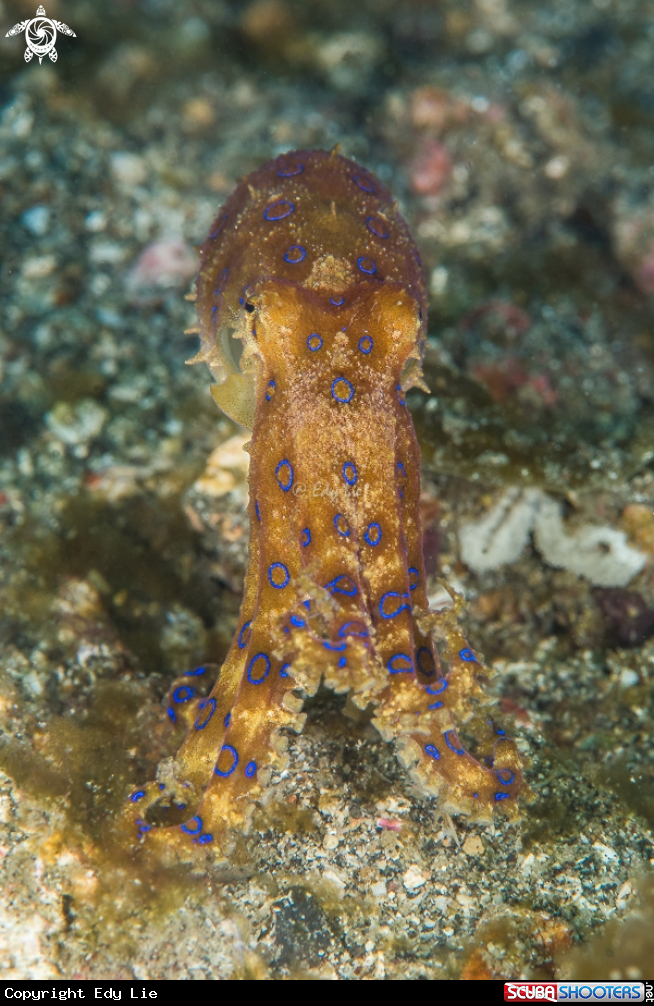 A Blue ring octopus