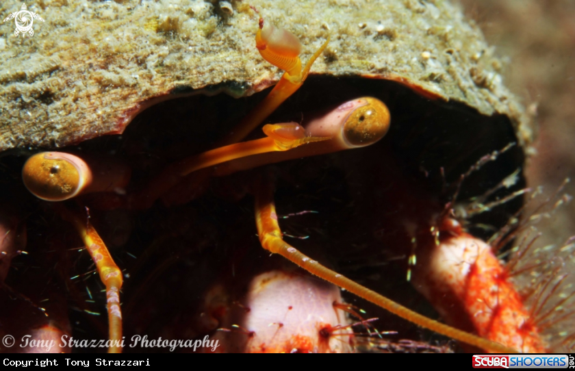 A Red Hairy Hermit Crab