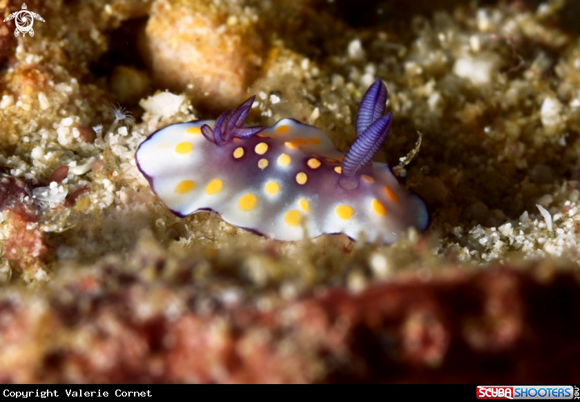 A Chromodoris hintuanensis