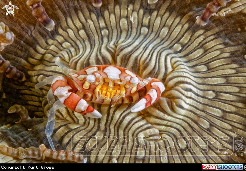 A Porzellan Crab