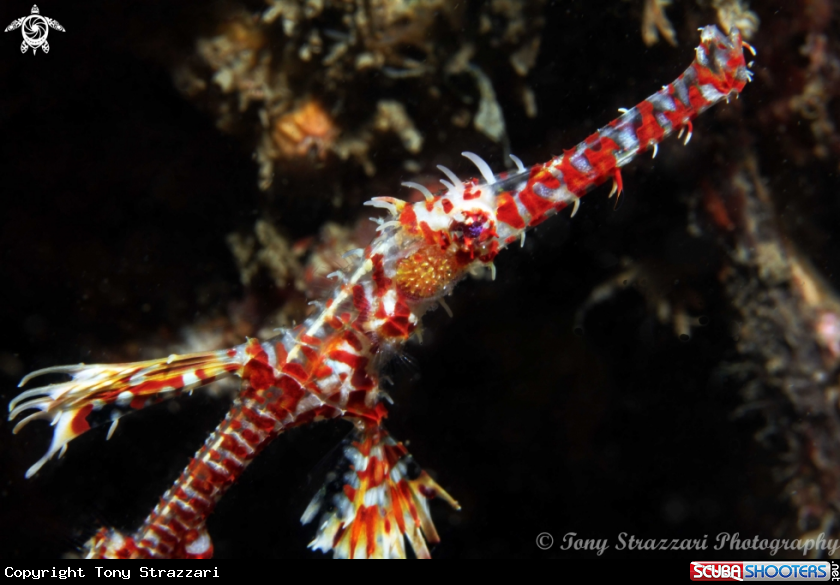 A Ornate Ghostpipefish