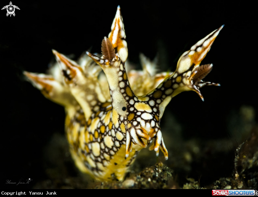 A Bornella