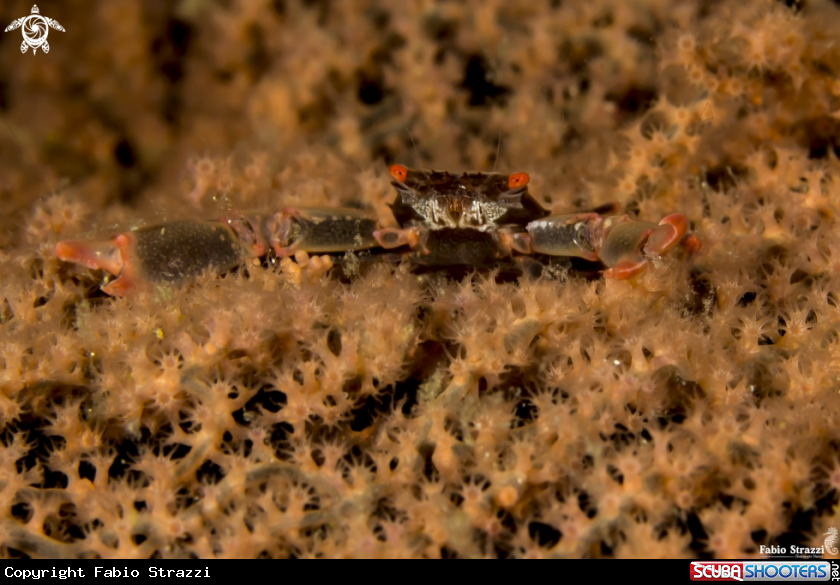A Crab