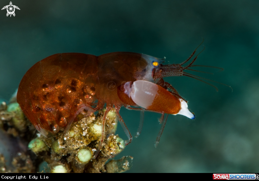 A Synalpheus Modestus