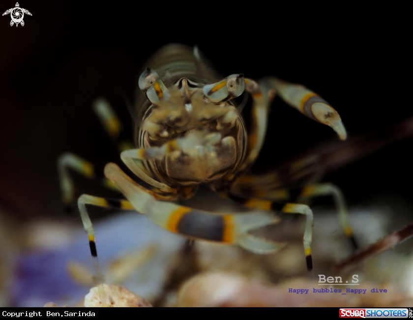 A Bumblebee shrimp