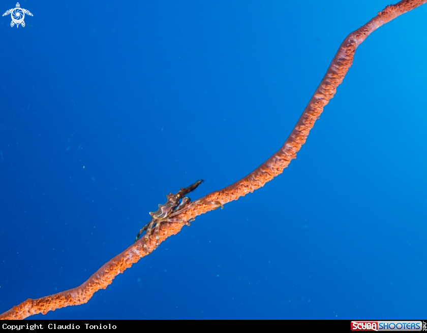 A Dasycaris Zanzibarica