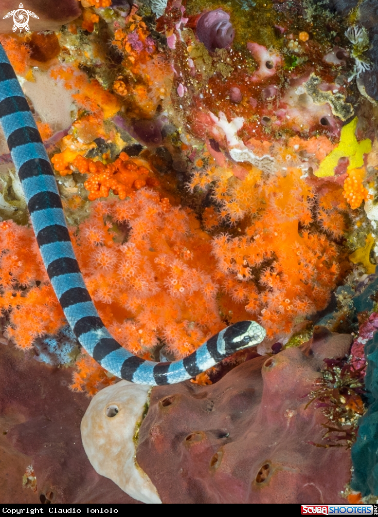 A Columbrina Laticauda