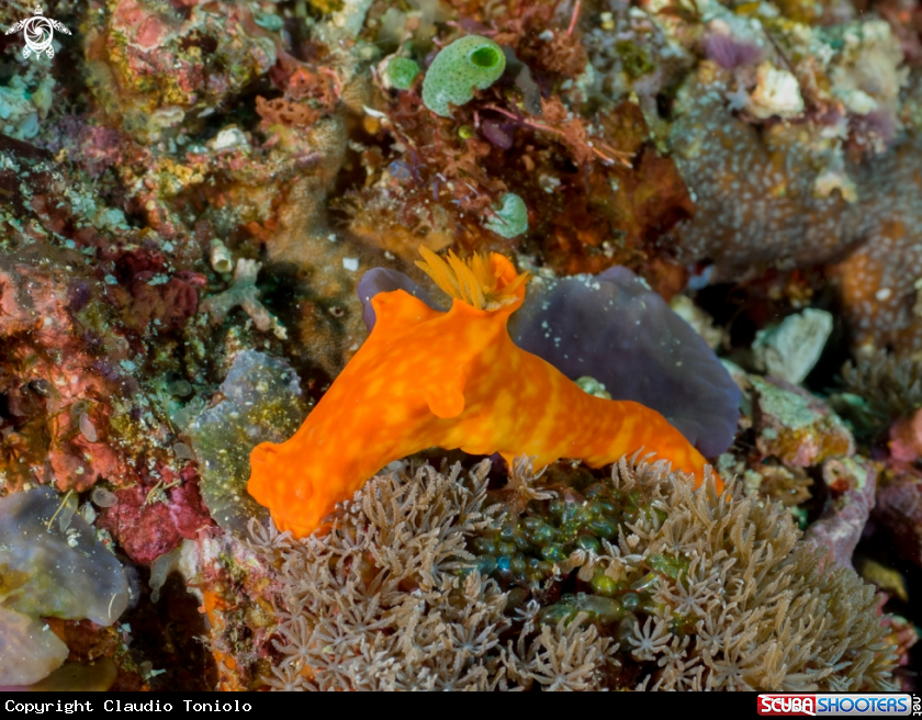 A Ceratosoma Tenue