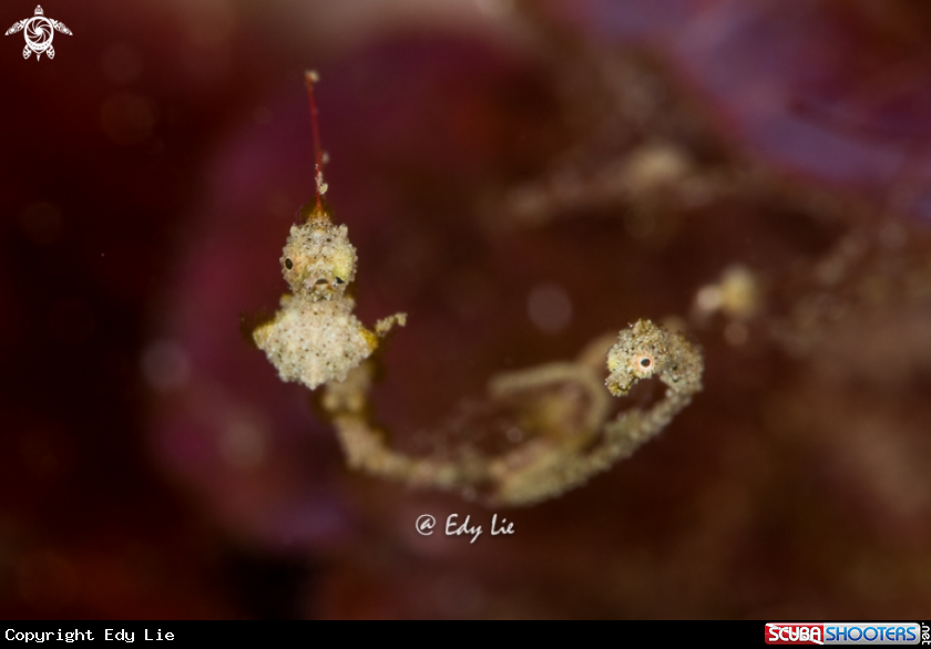 A Kyonemichthys rumengani