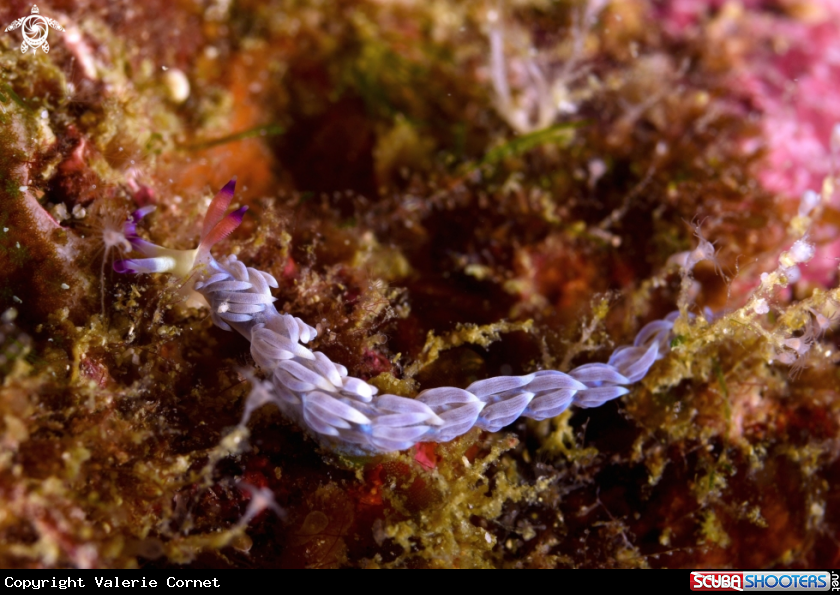 A Pteraeolidia ianthina