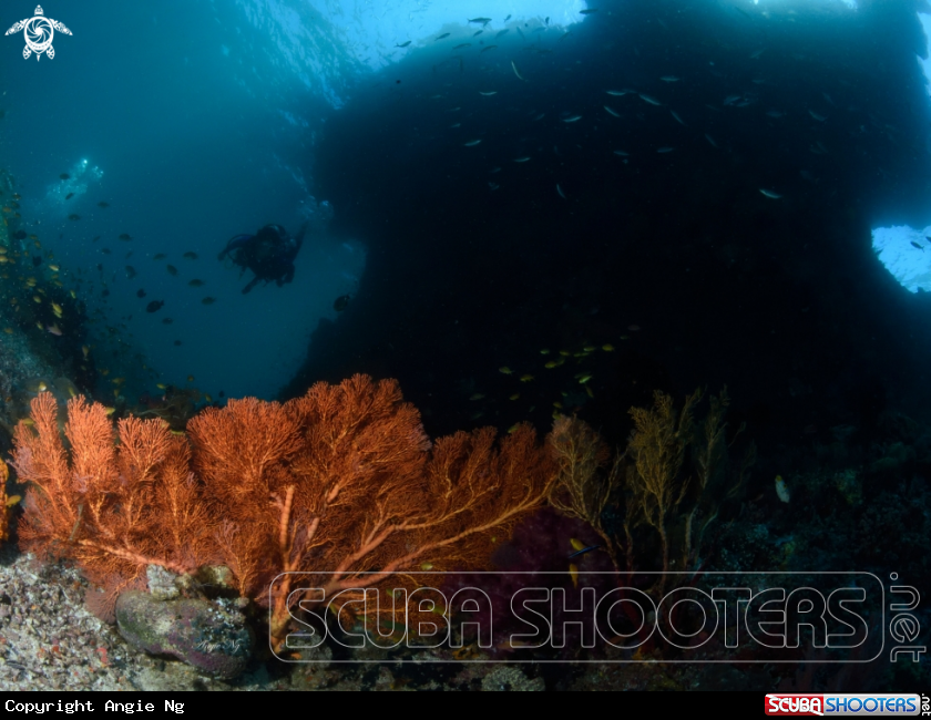 A Sea fan