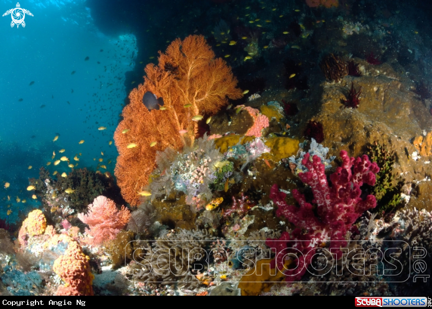 A Sea fan