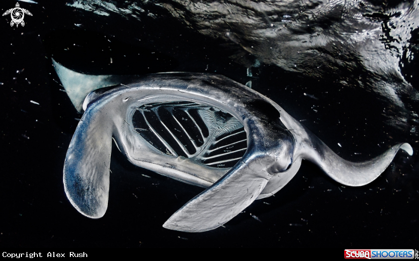 A Manta ray