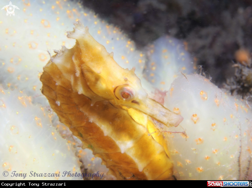 A White's seahorse