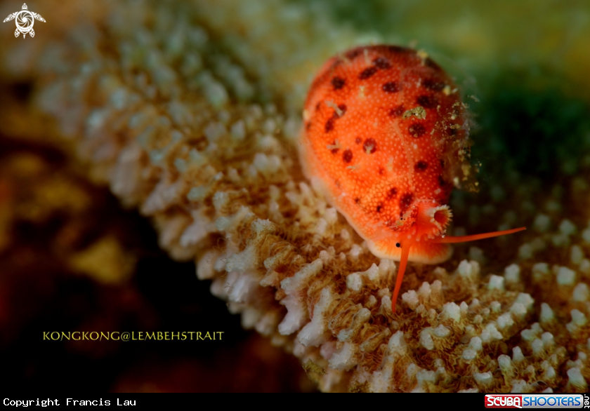 A Cowrie