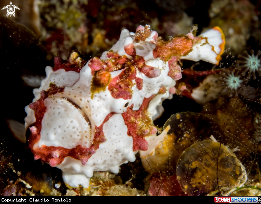 A Frogfish