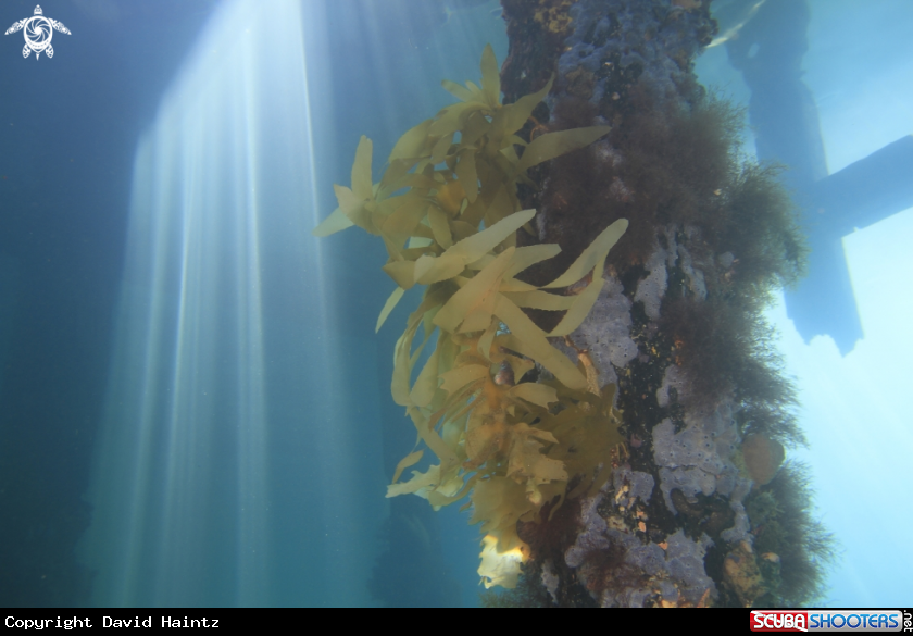 A Kelp
