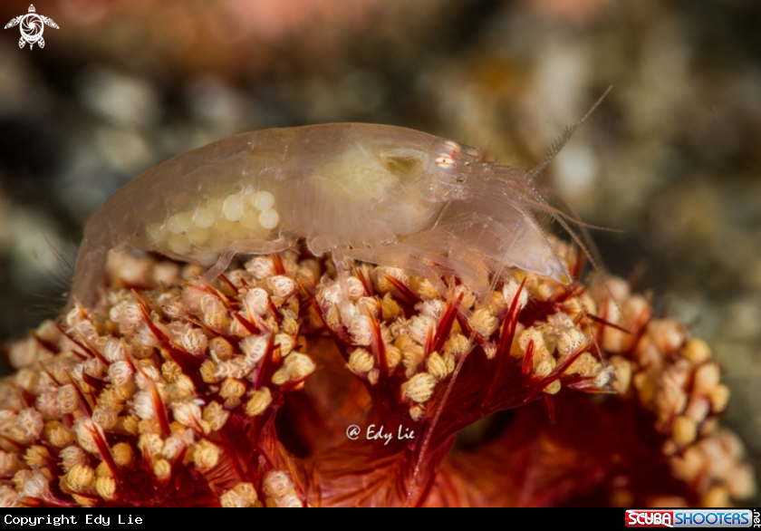 A Synalpheus neomeris