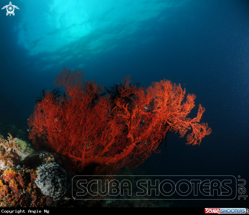 A Sea fan