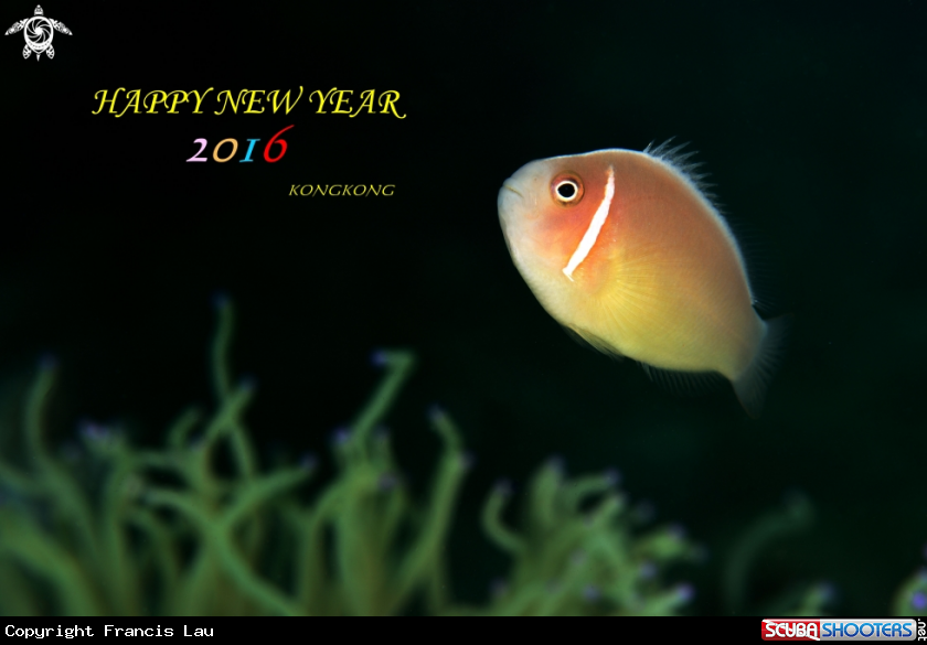 A Nemo