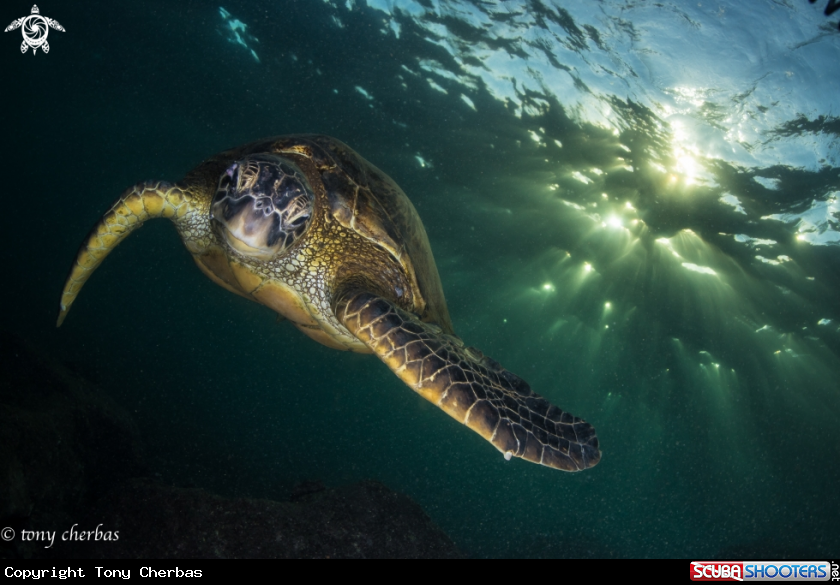 A Green Sea Turtle 