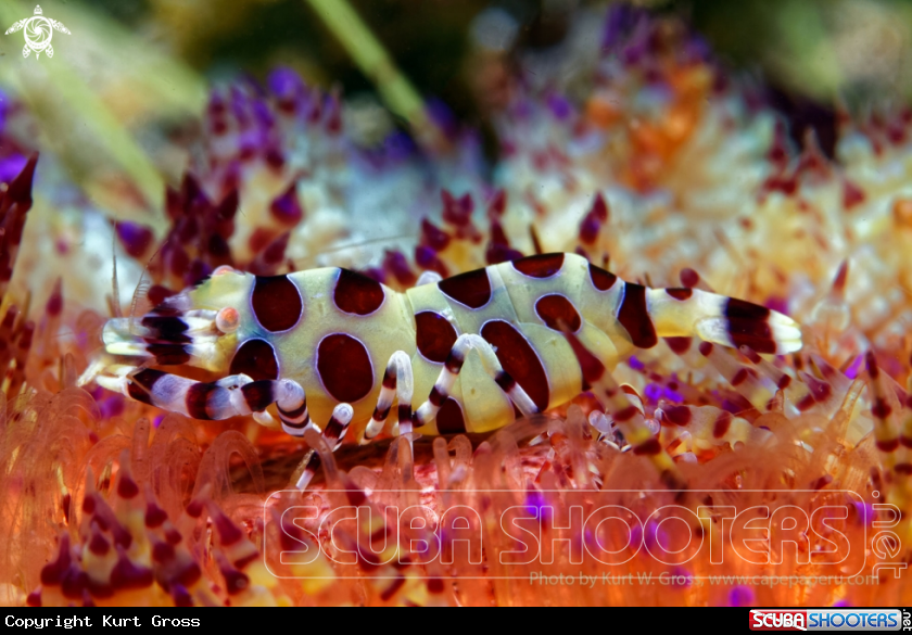 A Coleman shrimp