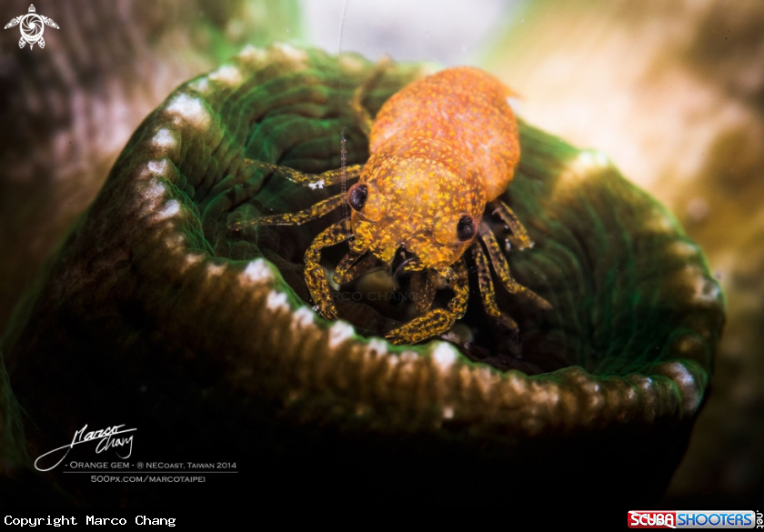 A shrimp