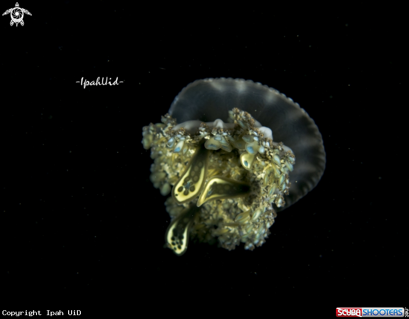 A JELLYFISH