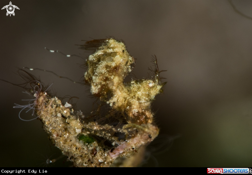 A Hairy Shrimp 