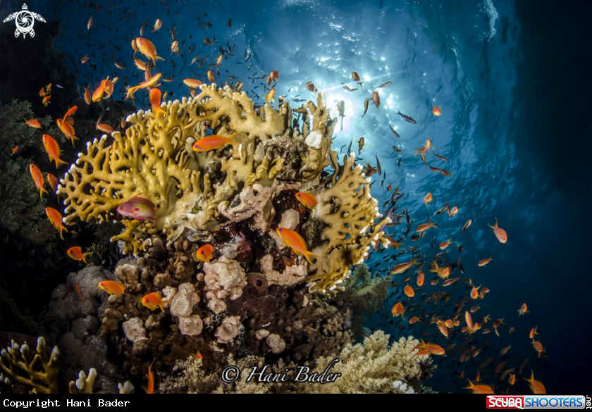 A fire coral