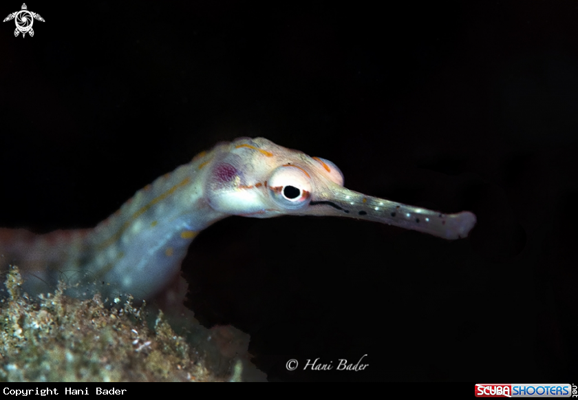 A pipefish