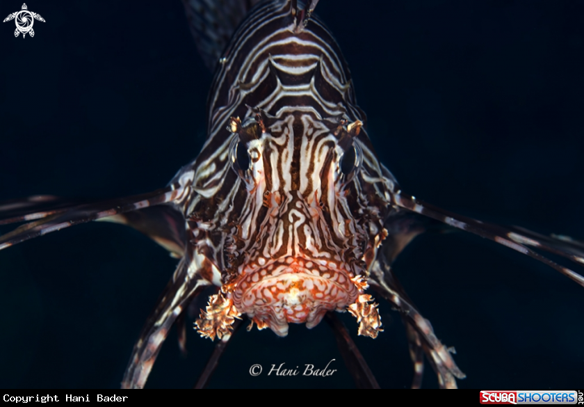 A lionfish