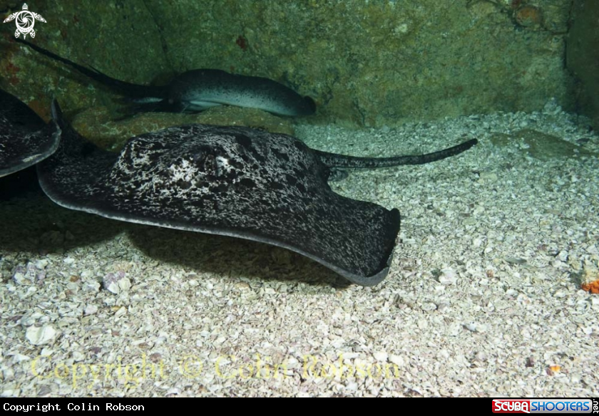 A stingray