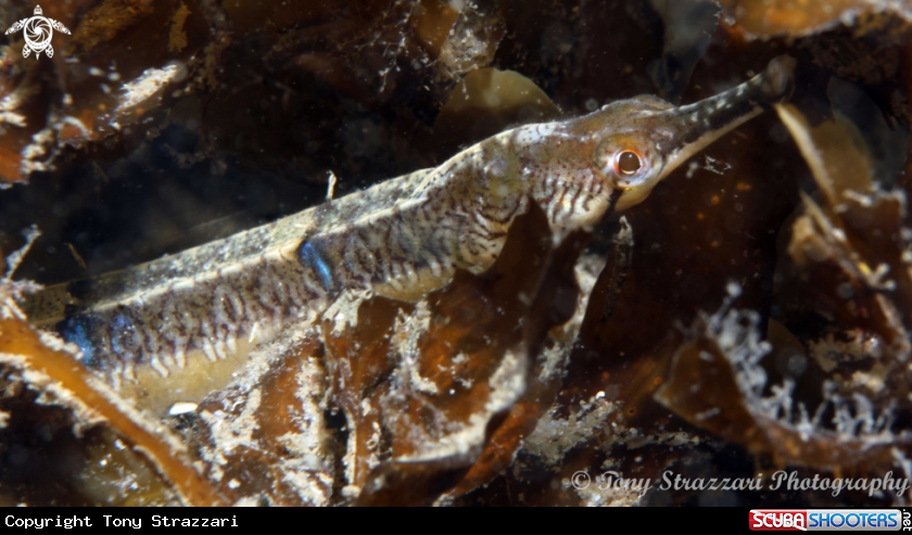 A Tiger pipefish