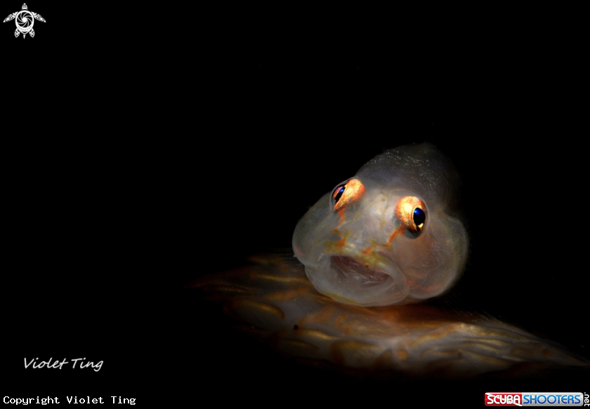 A Soft Coral Goby