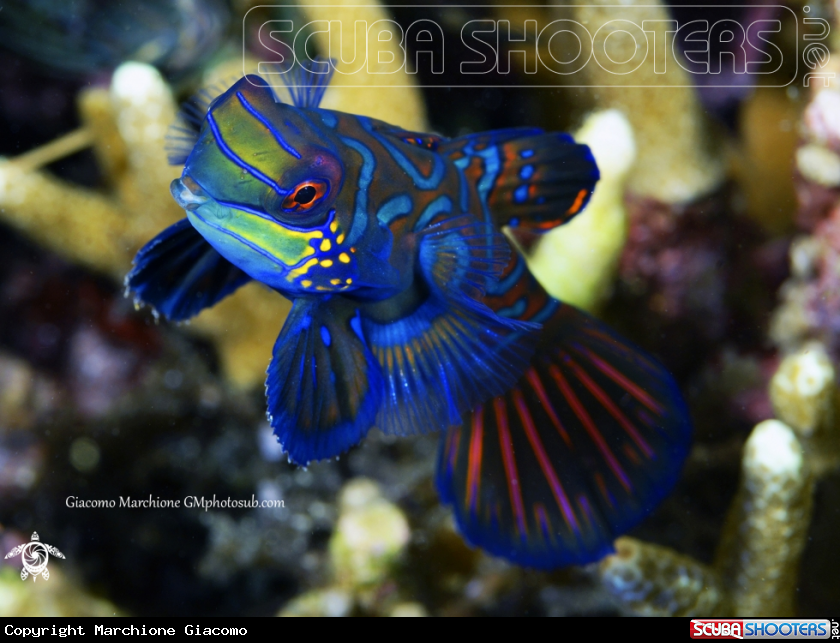 A Mandarin Fish