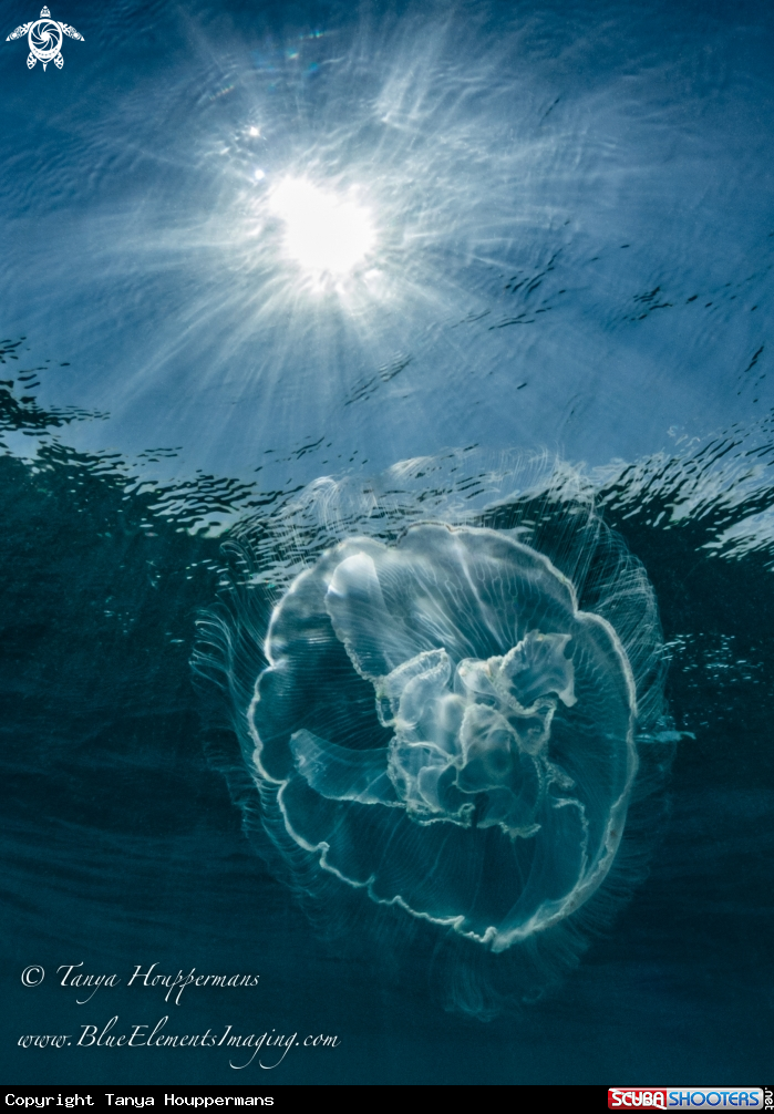 A Moon Jellyfish
