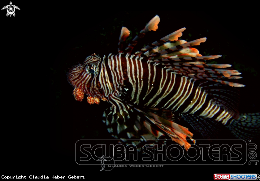 A lionfish
