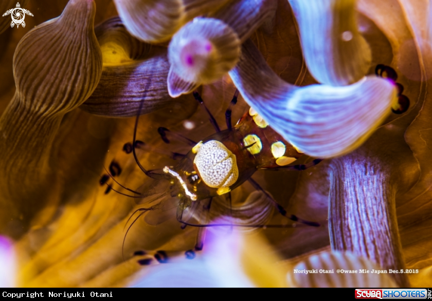 A anemone shrimp
