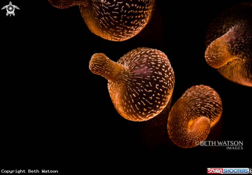A Anemones