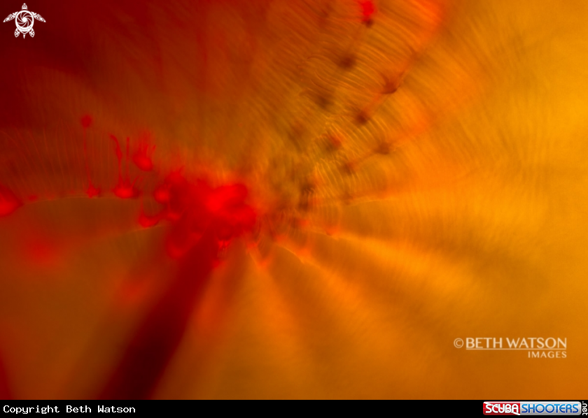 A Feather Duster