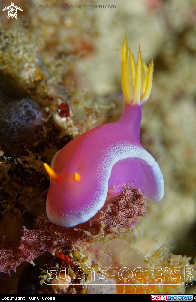 A Nudibranche
